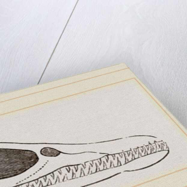 Head of Plesiosaurus by Anonymous