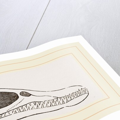 Head of Plesiosaurus by Anonymous