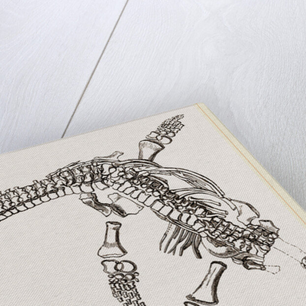 Plesiosaurus as imbedded by Anonymous