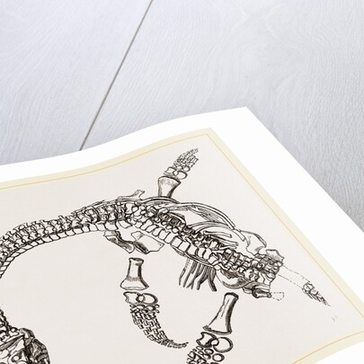 Plesiosaurus as imbedded by Anonymous