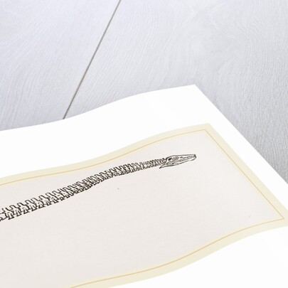 Skeleton of Plesiosaurus restored by Anonymous