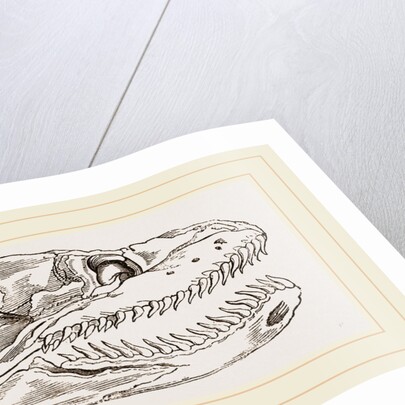 Skull of Python by Anonymous