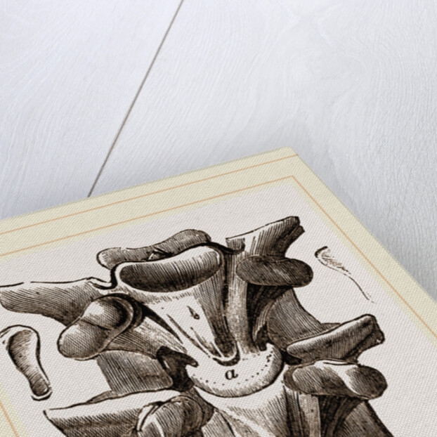 Vertebrre of Boa by Anonymous