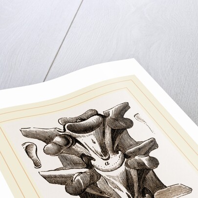 Vertebrre of Boa by Anonymous