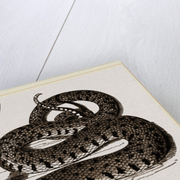 Ringed Snake by Anonymous