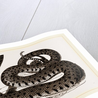 Ringed Snake by Anonymous