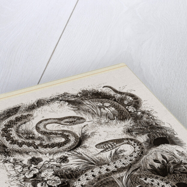 Common Adder and Ringed Snake by Anonymous