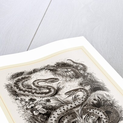 Common Adder and Ringed Snake by Anonymous