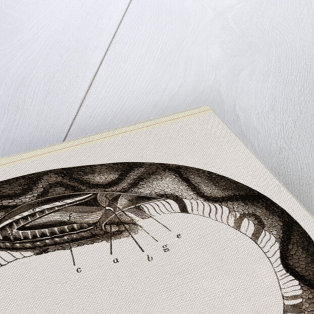 Tail of Boa by Anonymous