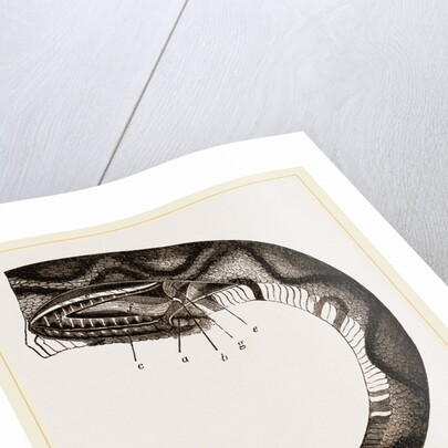 Tail of Boa by Anonymous