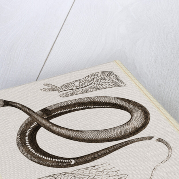 Tentacled Herpeton by Anonymous