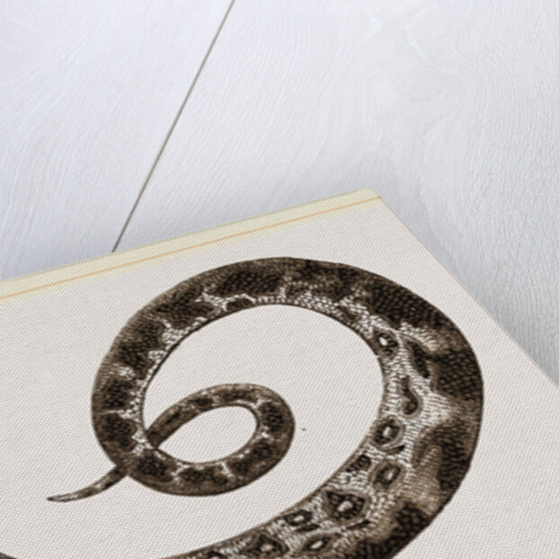 C6—Tiger-Python by Anonymous