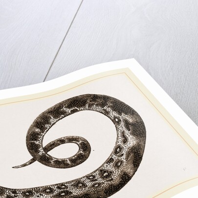 C6—Tiger-Python by Anonymous