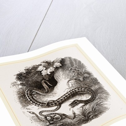 Viper and Young by Anonymous