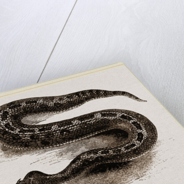 South African Cerastes by Anonymous