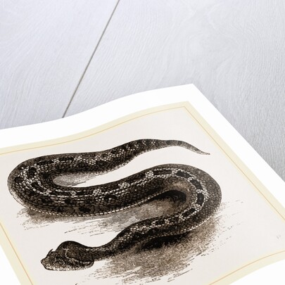 South African Cerastes by Anonymous