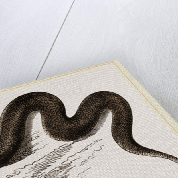 Unadorned Viper by Anonymous