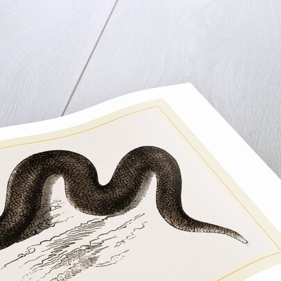 Unadorned Viper by Anonymous