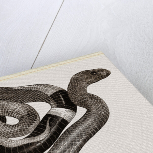 Egyptian Cobra or Asp by Anonymous