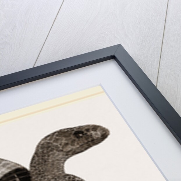 Egyptian Cobra or Asp by Anonymous