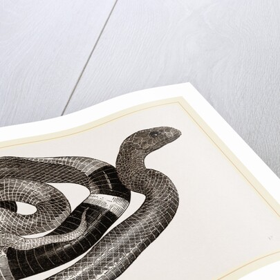 Egyptian Cobra or Asp by Anonymous