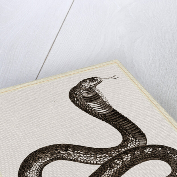 Egyptian Cobra by Anonymous