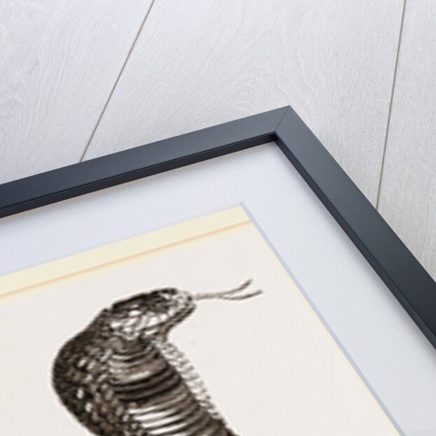 Egyptian Cobra by Anonymous