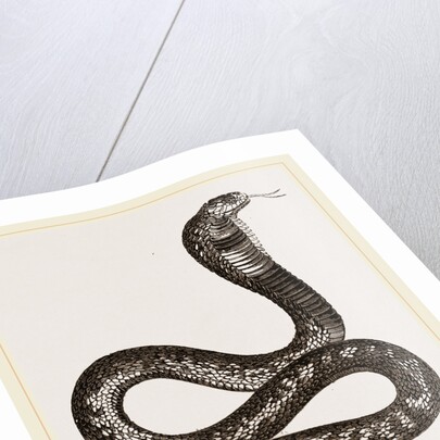 Egyptian Cobra by Anonymous