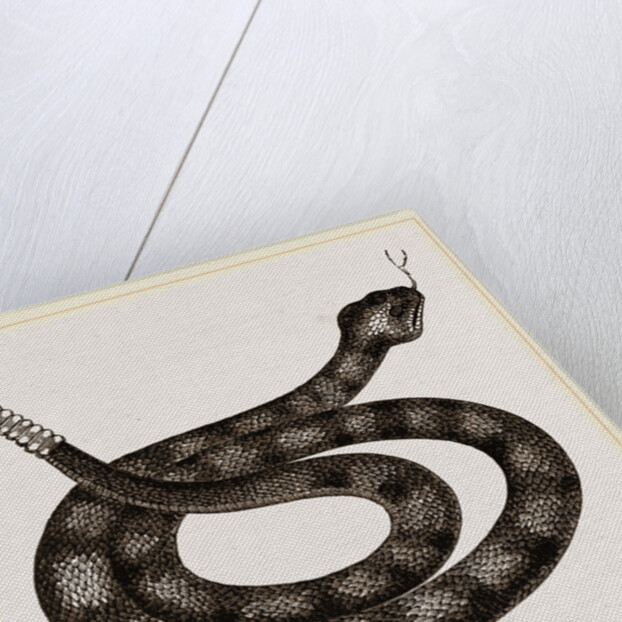 Rattlesnake by Anonymous