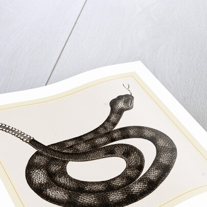 Rattlesnake by Anonymous