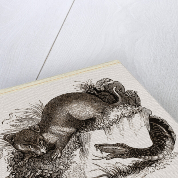 Rattlesnake and Opossum by Anonymous