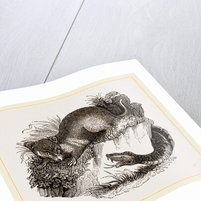 Rattlesnake and Opossum by Anonymous