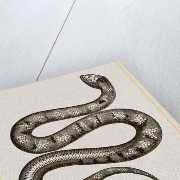 Horned Acanthophis by Anonymous