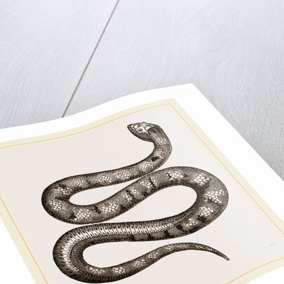 Horned Acanthophis by Anonymous