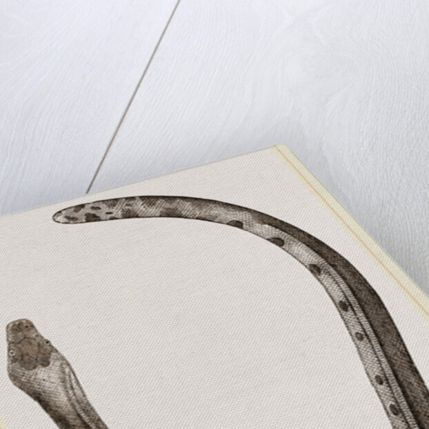 Bicoloured Sea-Snake by Anonymous
