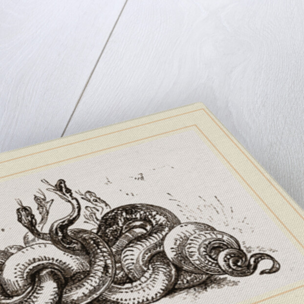Snakes aroused from hybernation by Anonymous