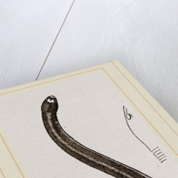 Two-banded Caecilia by Anonymous