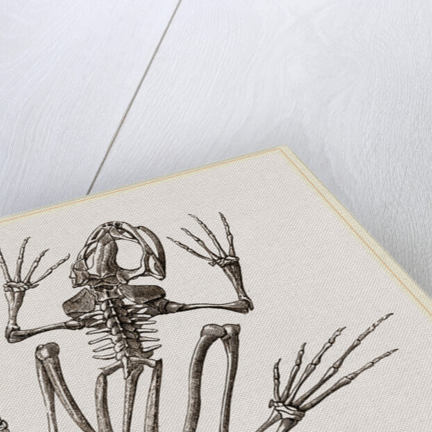 Skeleton of Common Frog by Anonymous