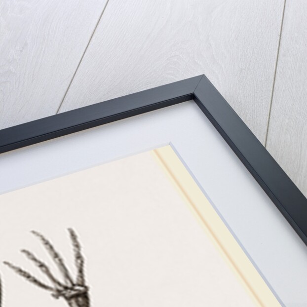 Skeleton of Common Frog by Anonymous