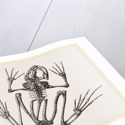 Skeleton of Common Frog by Anonymous