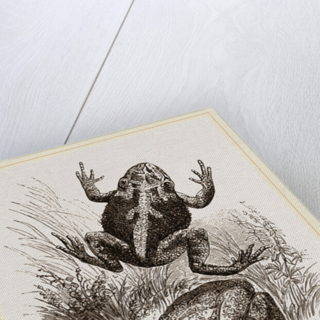 Painted Frogs by Anonymous