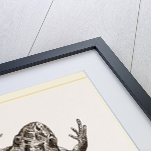 Painted Frogs by Anonymous