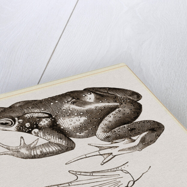 Common Toad by Anonymous