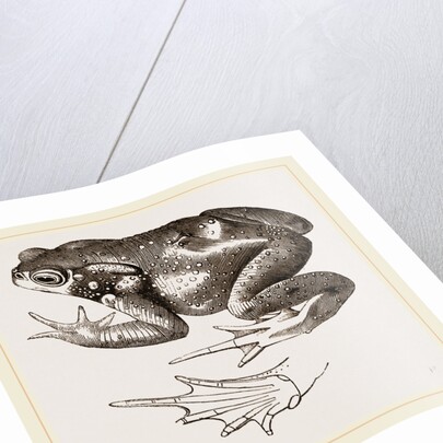 Common Toad by Anonymous