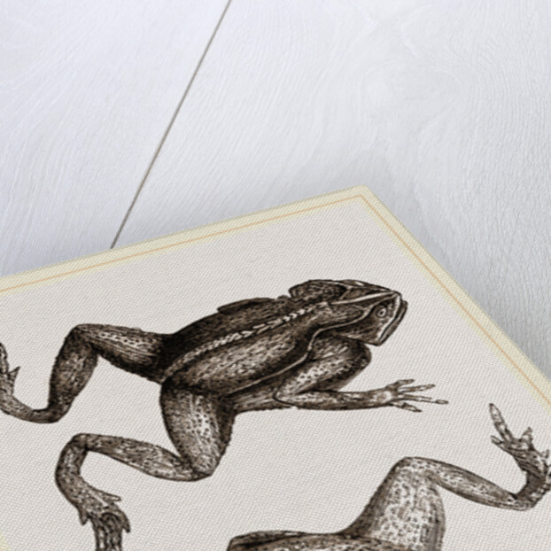 Mitred Toad by Anonymous