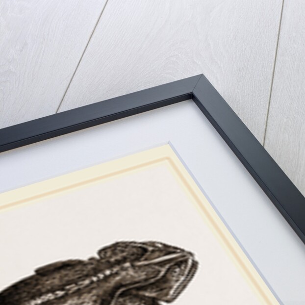 Mitred Toad by Anonymous