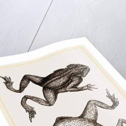 Mitred Toad by Anonymous