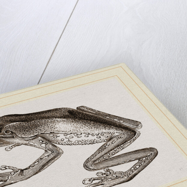 Bicoloured Tree-Frog by Anonymous