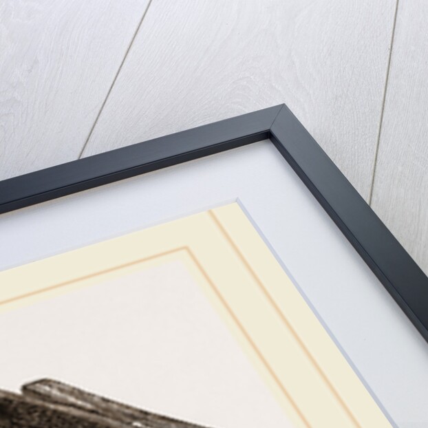 Bicoloured Tree-Frog by Anonymous