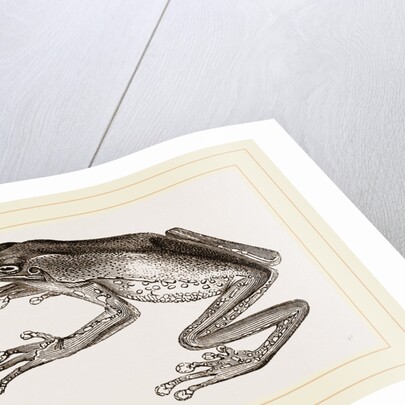 Bicoloured Tree-Frog by Anonymous